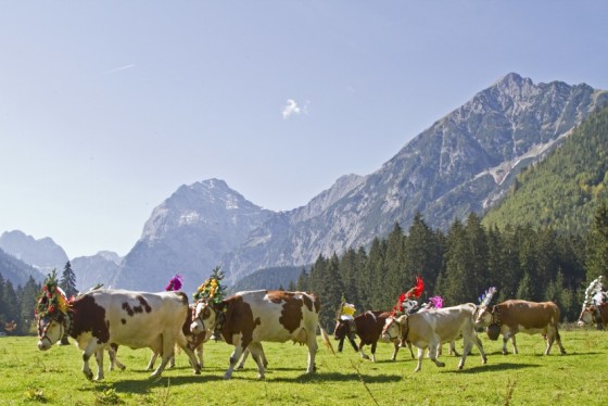 Transhumance et fête paroissiale au Tyrol