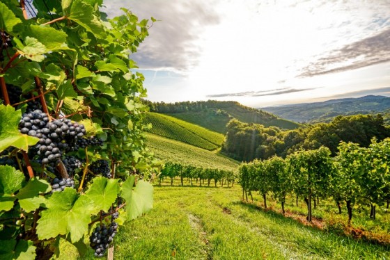 A travers les vignes de l'Anjou