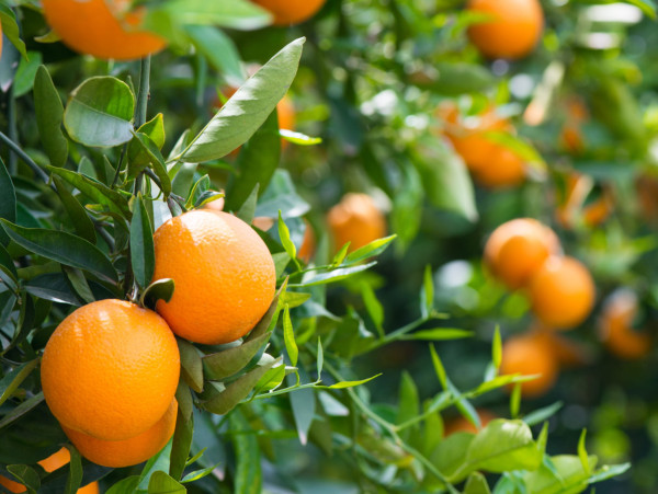 L'Espagne entre orangers et Méditerranée